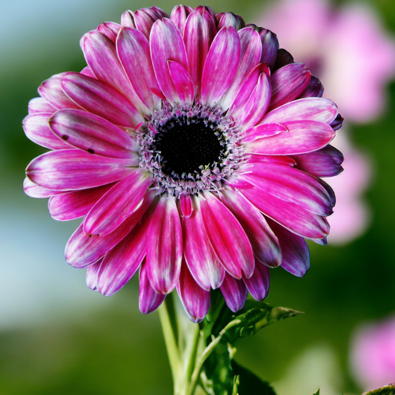 Gerbera Daisy Seeds 50+ Seeds Mum Flower, Flower Seeds, Annual, Flower Beds