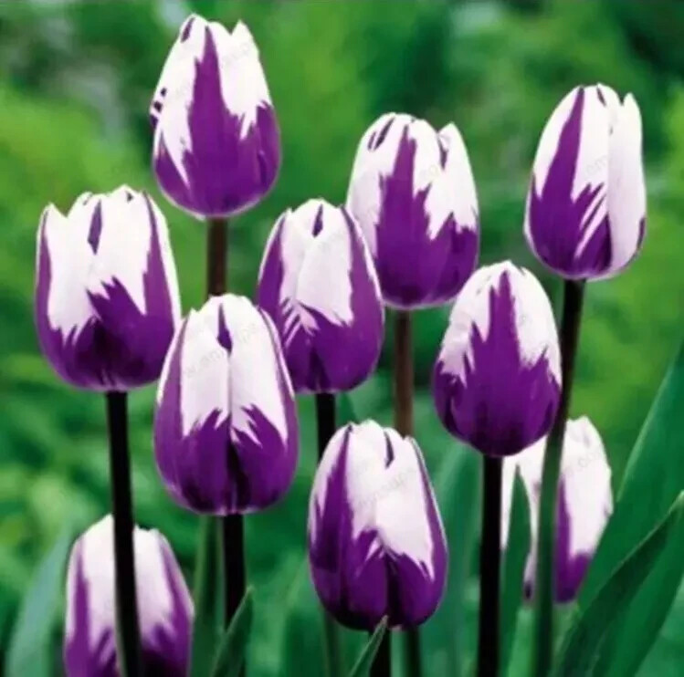 40 Tulip Seeds Much Less Money Than Bulbs