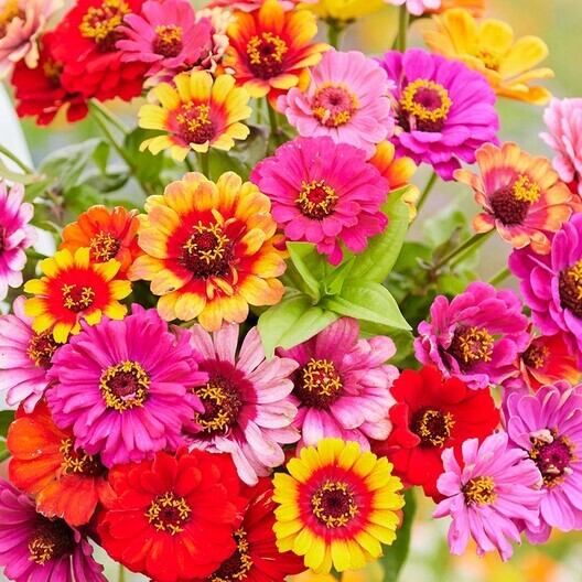 Zinnia CAROUSEL MIX Carnival Colors HeirloomLarge 4″ Blooms! Non-GMO 200 Seeds!