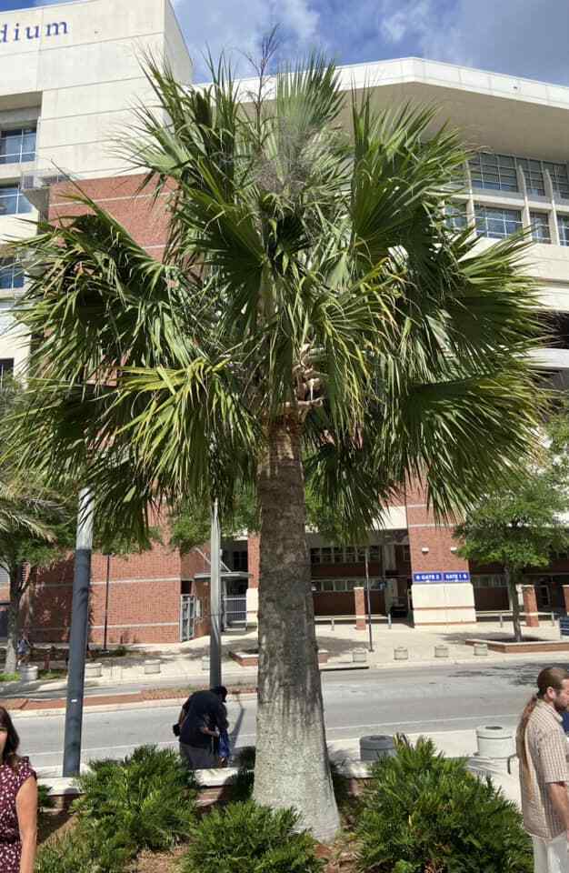Sabal causiarum seeds. Puerto Rican Hat Palm! Cold Hardy! Massive Palm!
