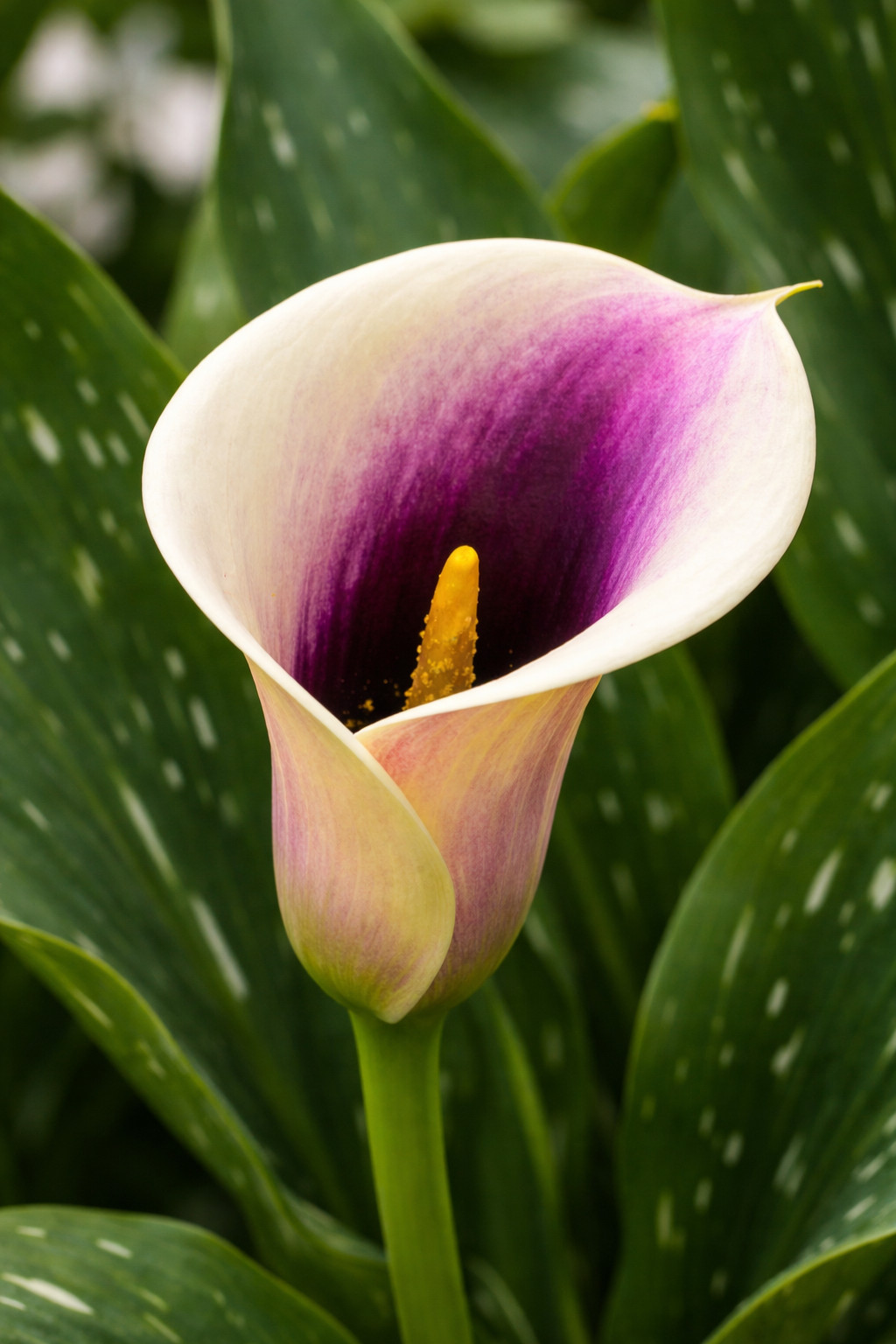 Zantedeschia Picasso Calla Lily Bulbs for Planting – Rare Purple and White (3)