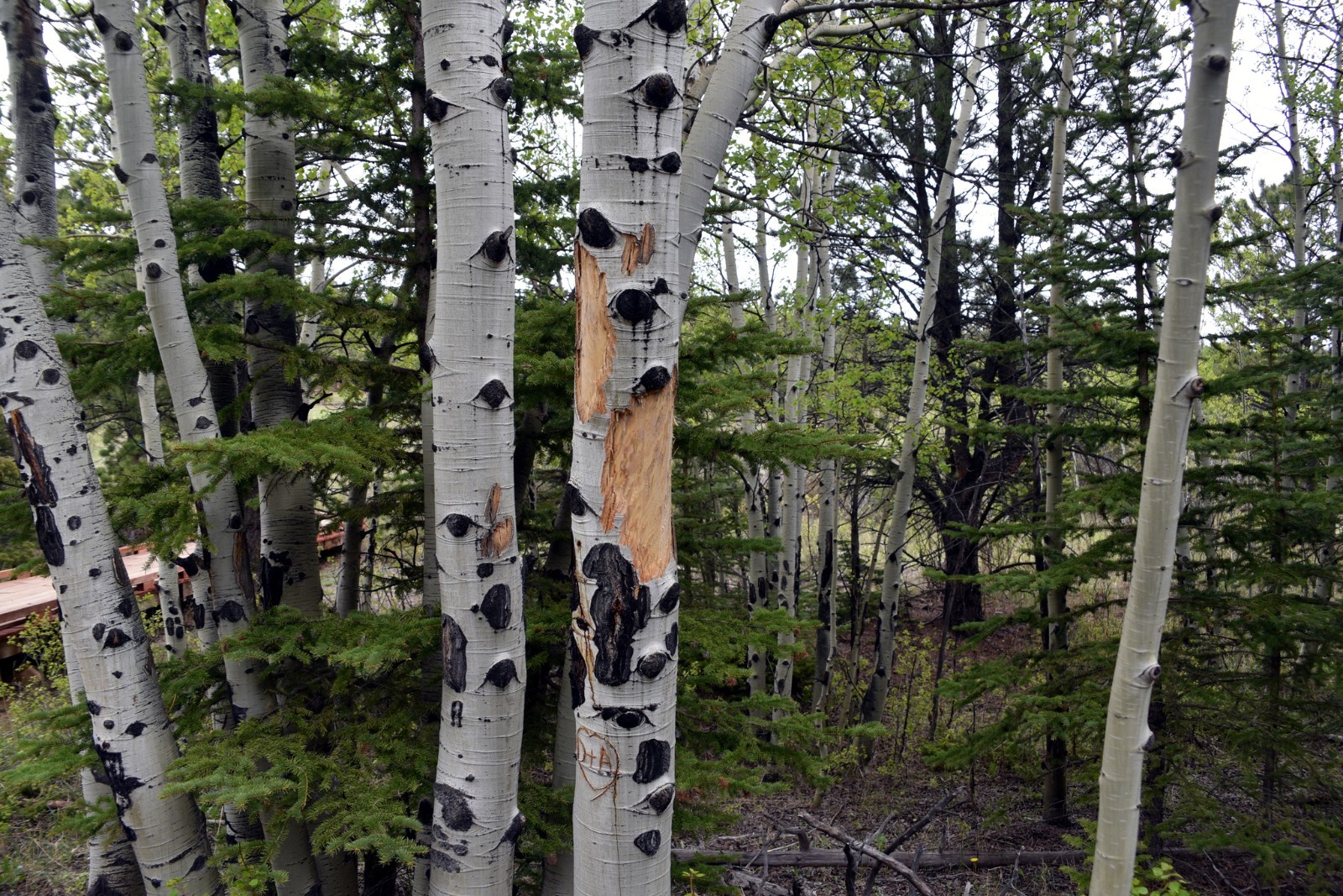 Quaking Aspen Tree Seeds (Populus tremuloides) Cold Hardy Golden Fall Tree