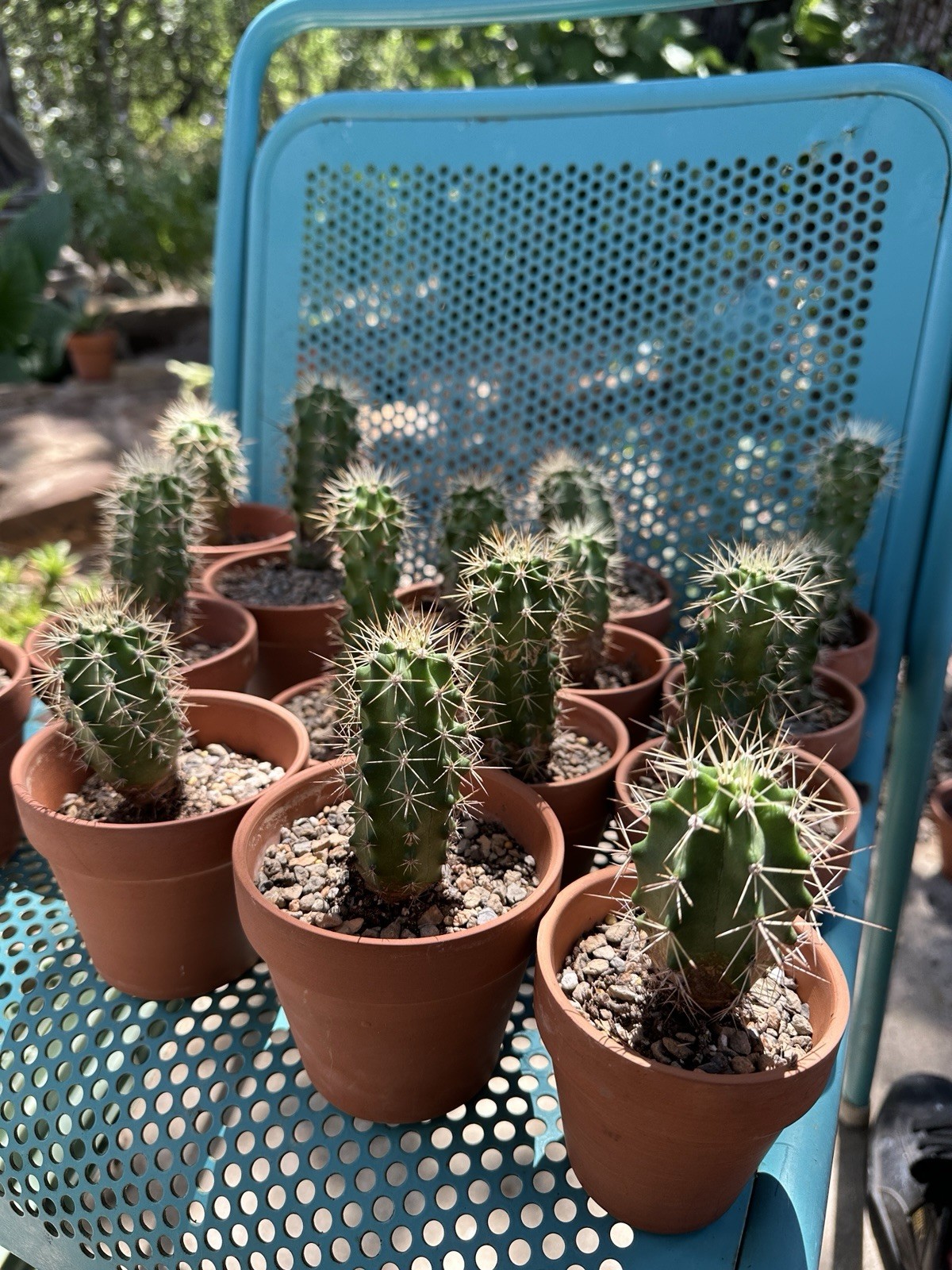 Echinocereus Coccineus Scarlet Hedgehog Cactus Claret Cup Bare Root Cold Hardy