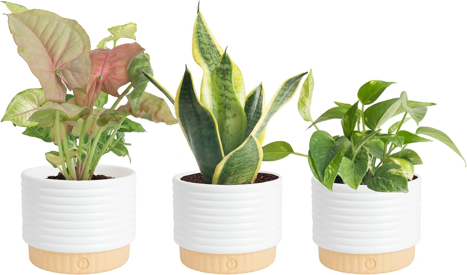Live Indoor House Plants (3-Pack), Hand Selected Easy to Maintain Indoor Assorte