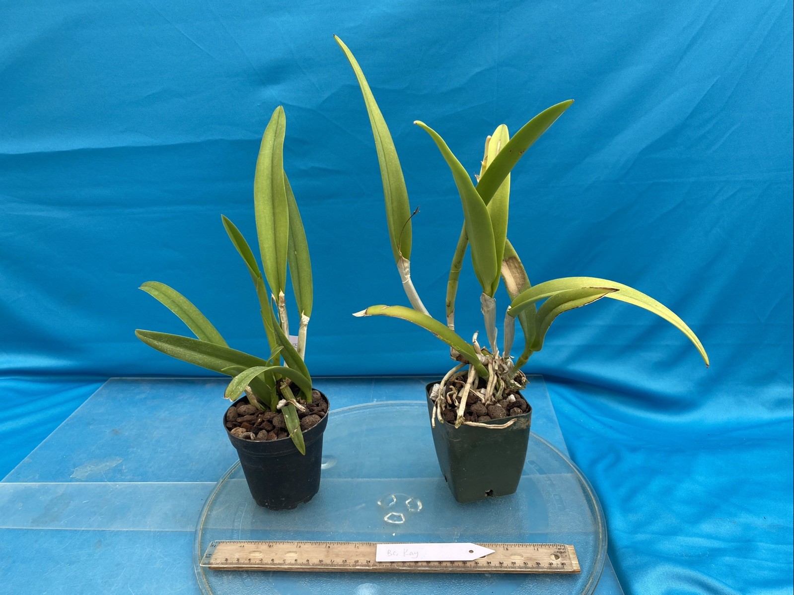 Brassocattleya Kay Purple White Fragrant Orchid Hybrid New Division 4” Pot