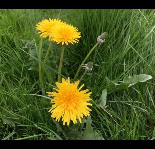 Dandelion Seeds (Taraxacum officinale), organic