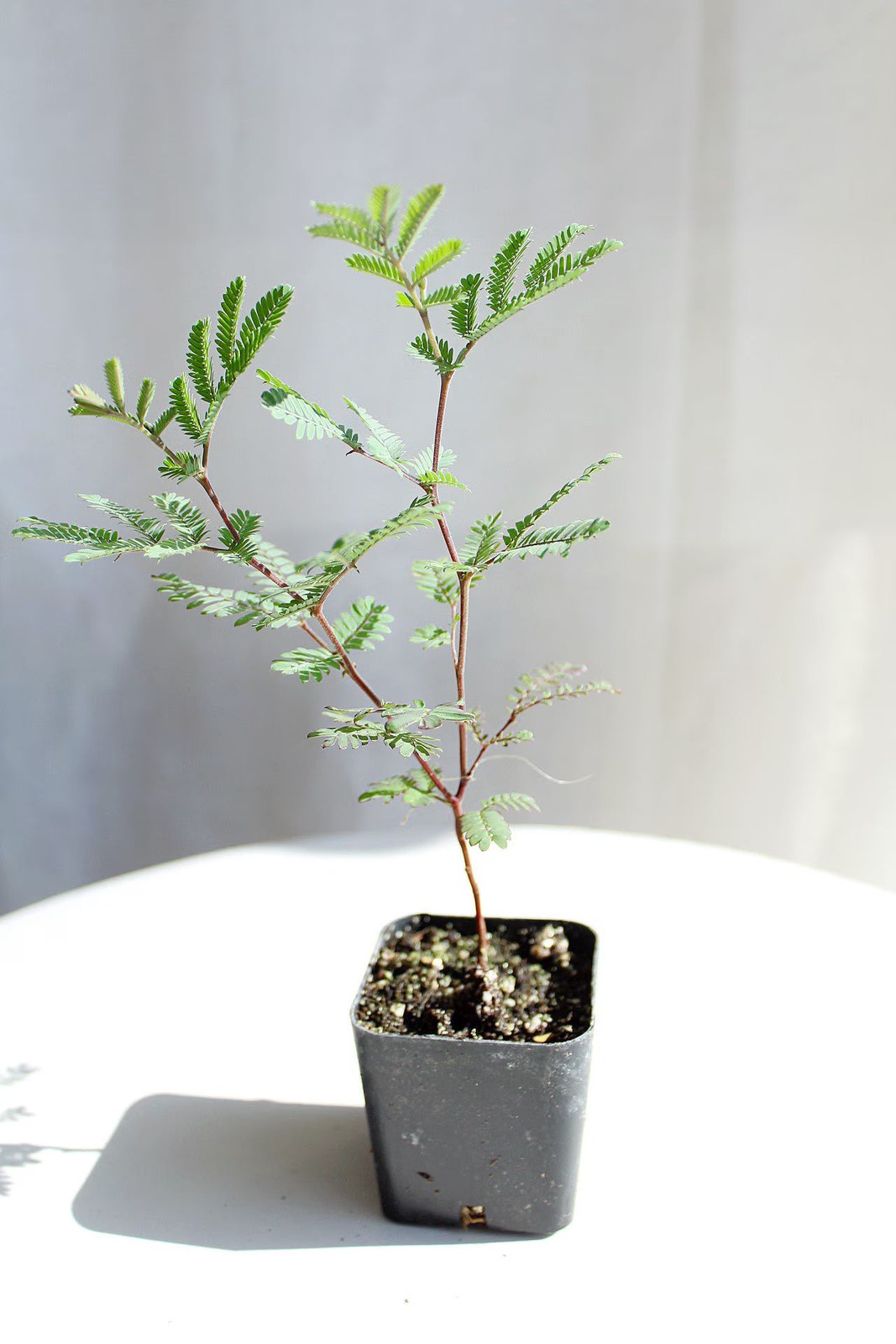 Purple Leaf Acacia Starter Plant– Drought-Tolerant Weeping Starter Tree