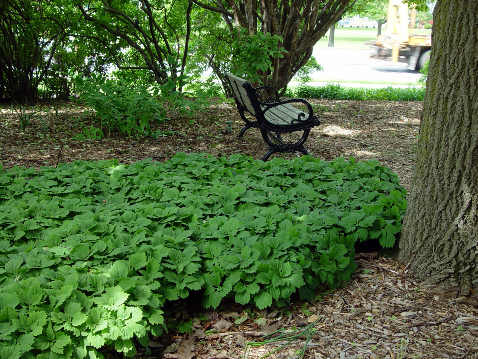 5 Allegheny Spurge Herb Roots, Mountain Spurge, Buxaceae, Pachysandra procumbens