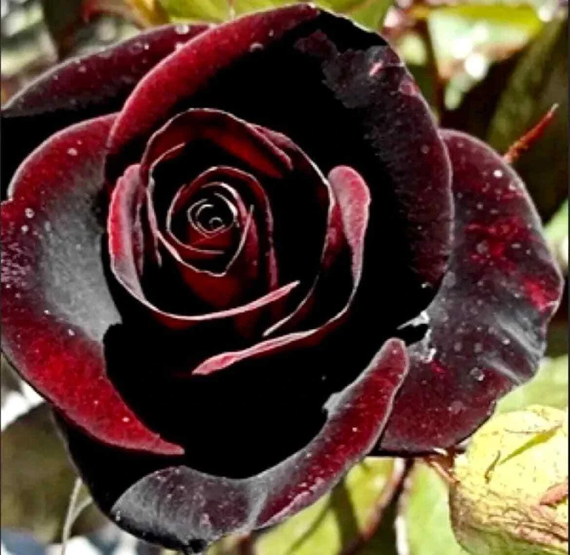 Red and Black Rose Seeds- 50 or 100 Seeds.USA Seller- Free Shipping