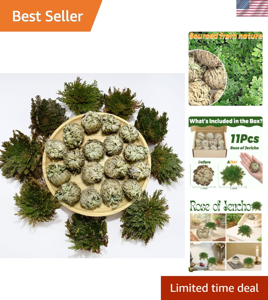 11 Pack Rose of Jericho Resurrection Plants, 1–2 Inch Rosa de Jerico Brown