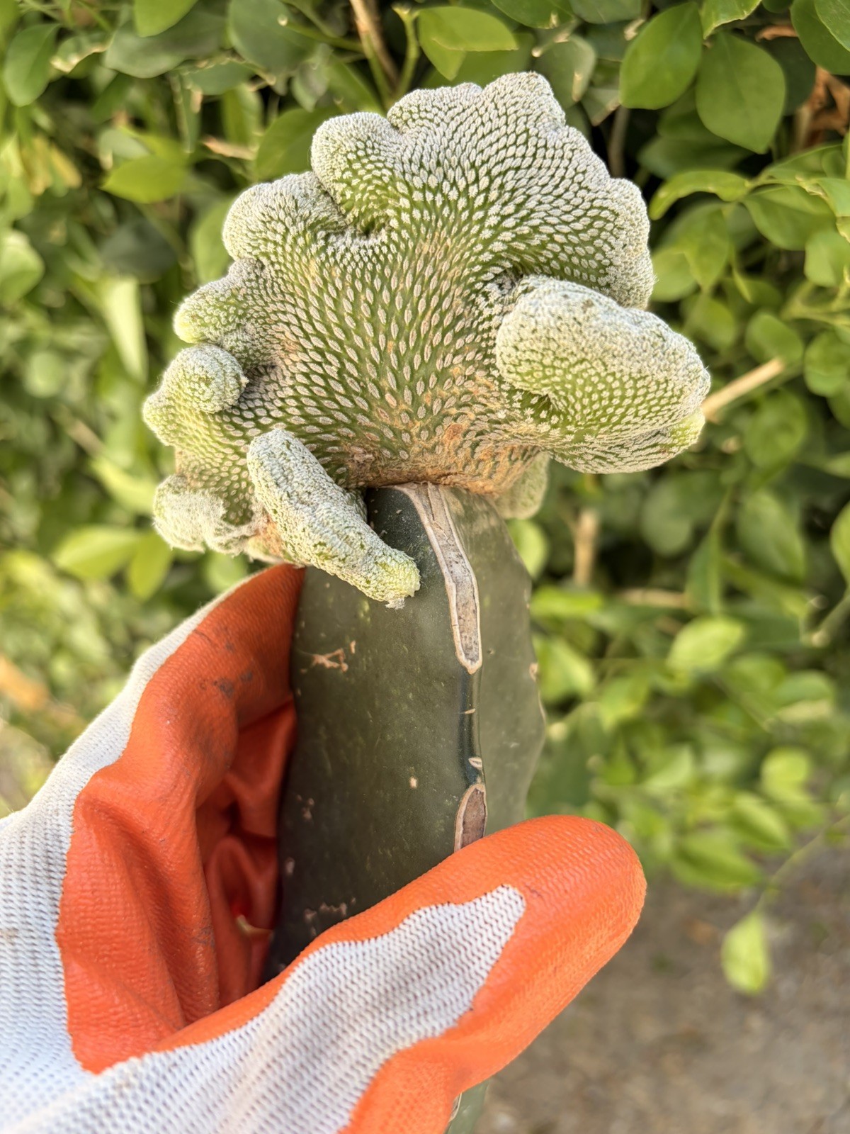 Rare Cactus Grafted