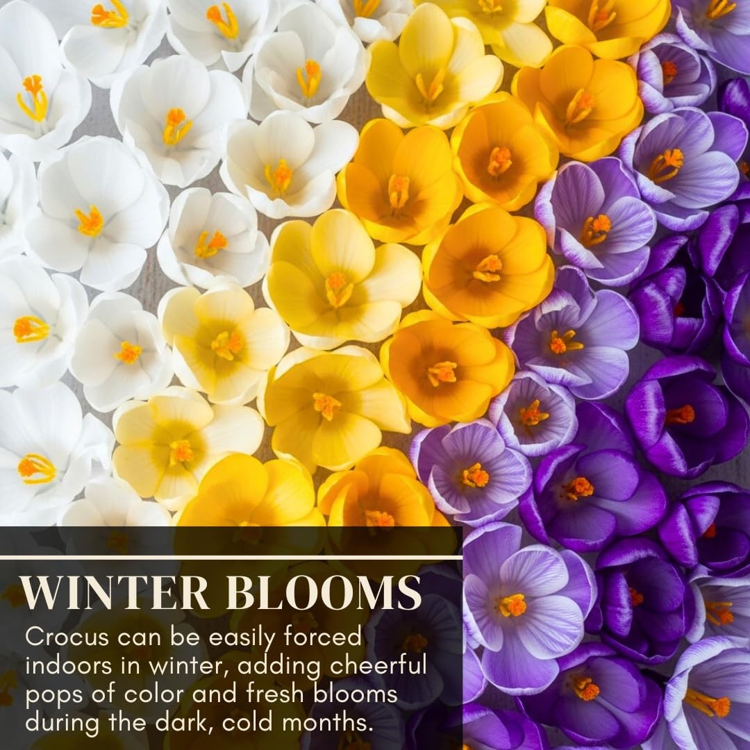 Pre-Chilled Crocus Bulbs for Forcing Indoors Easy Flowers in Pots or Planters 10