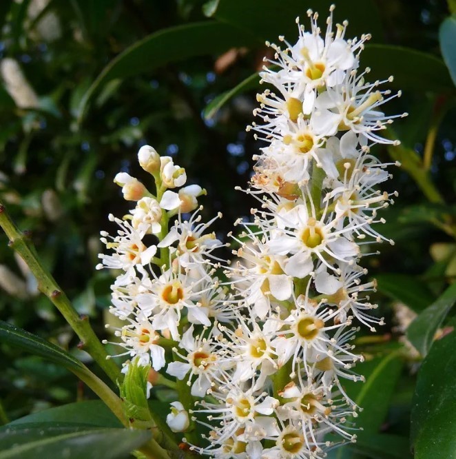 Schip Laurel Live Plant – 6-10″ Tall – 2.5″ Pot – Evergreen Shrub – Zones 6-9
