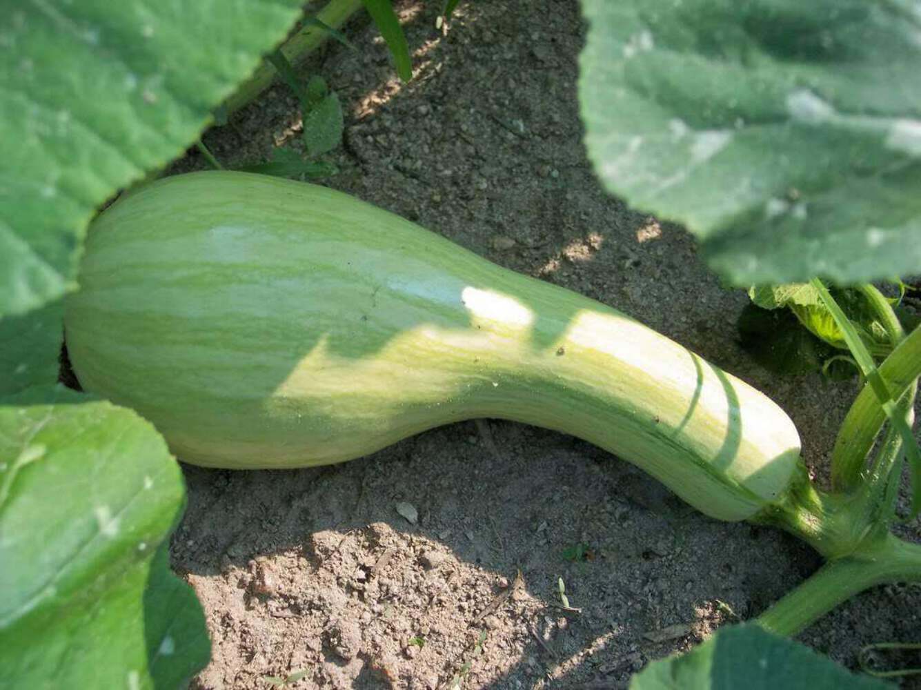 30 Green Striped CUSHAW SQUASH PUMPKIN Cucurbita Mixta Vegetable Seeds
