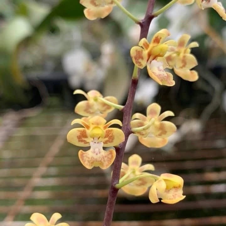 Phalaenopsis chibae x sib