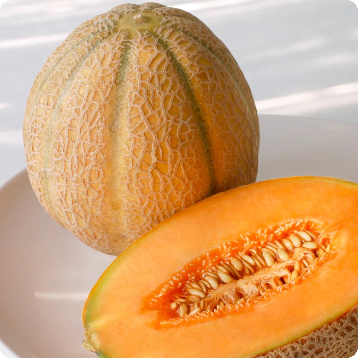 40 Rare Heirloom Pike Cantloupe Seeds Extremely Heat Tolerant 3-6LB Sweet Melon