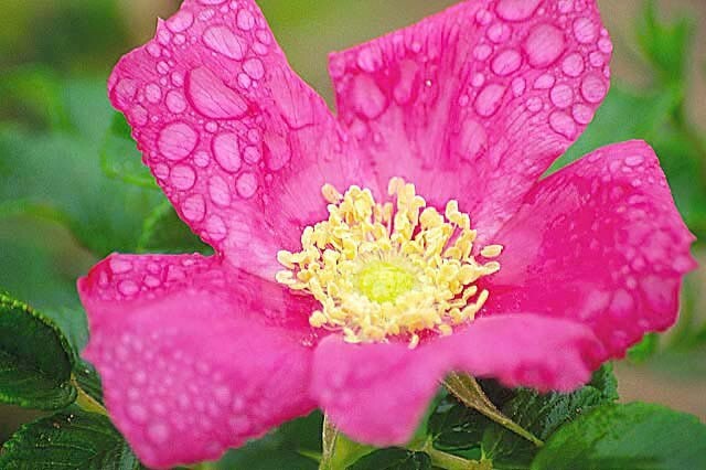 Seaside Pink Rose Fruiting Shrub {Rosa Rugosa}30+ seeds Free Shipping!