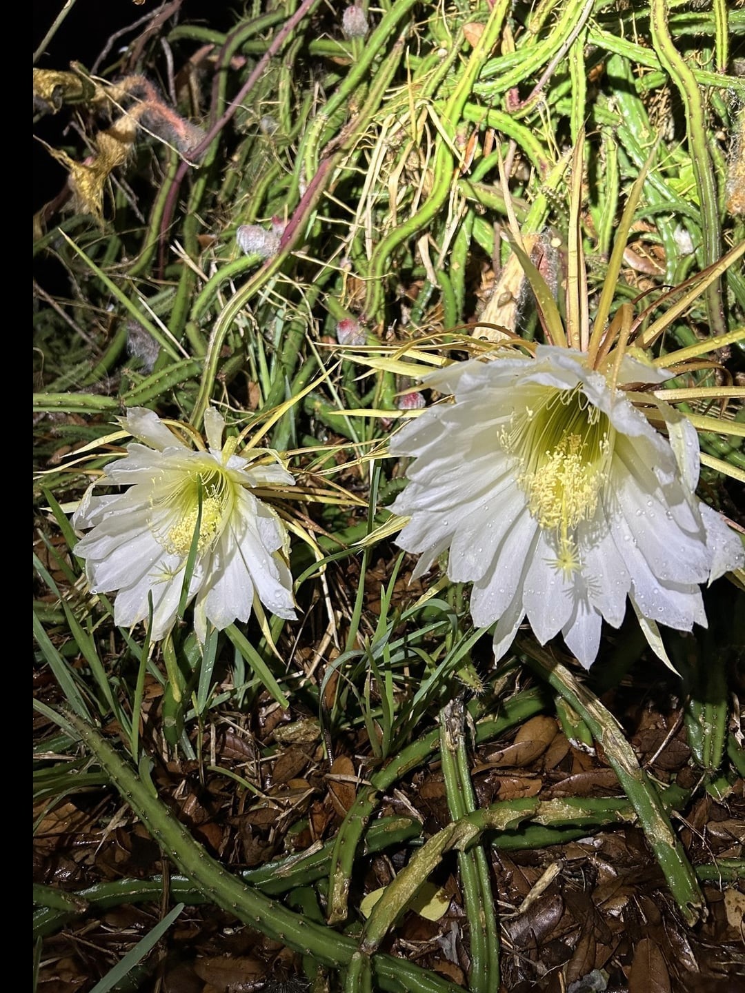 Queen Of The Night Blooming Cactus rooted Cereus Selenicereus Grandiflorus Gift