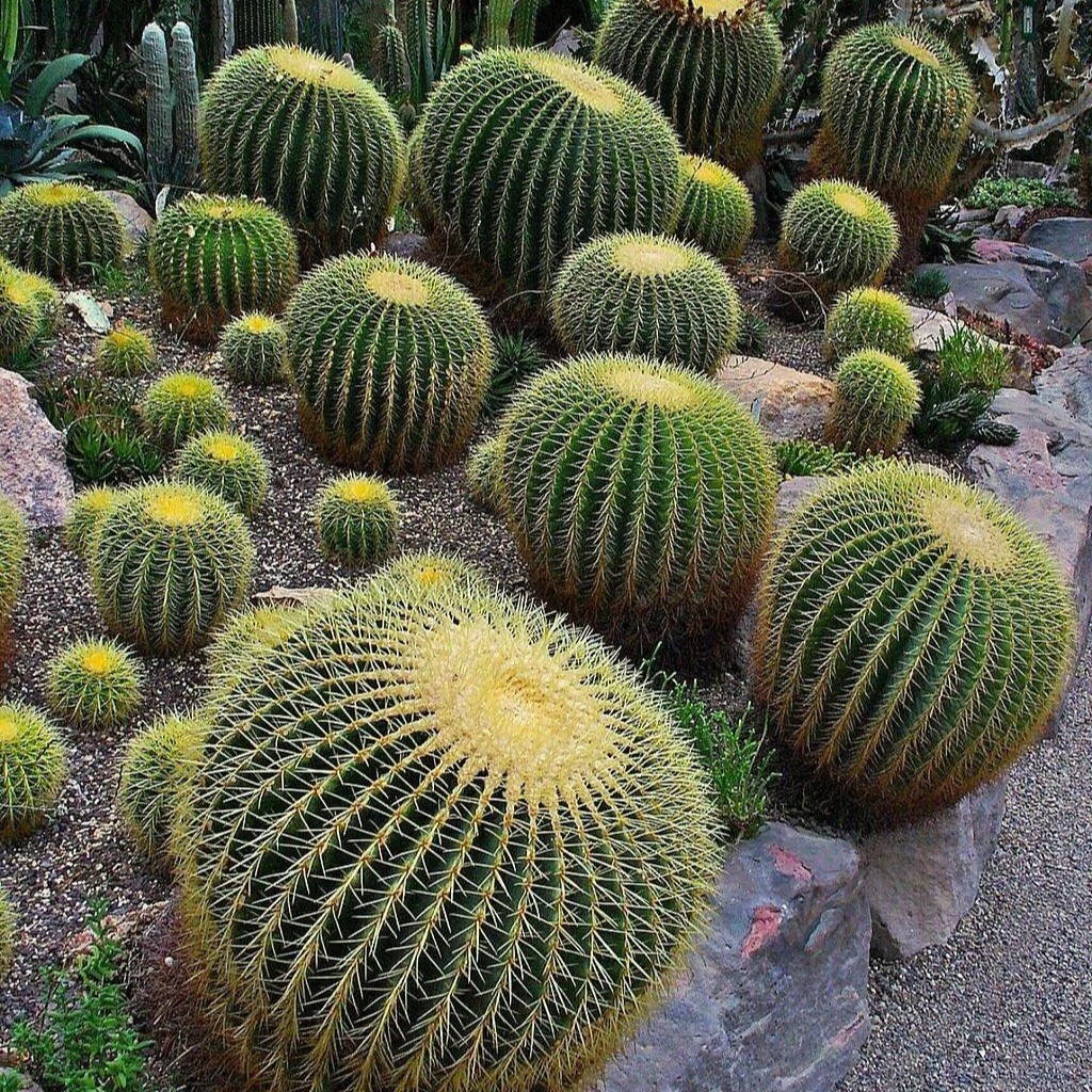 Echinocactus Grusonii ‘Golden Barrel Cactus’, Currently in a 4″ Container