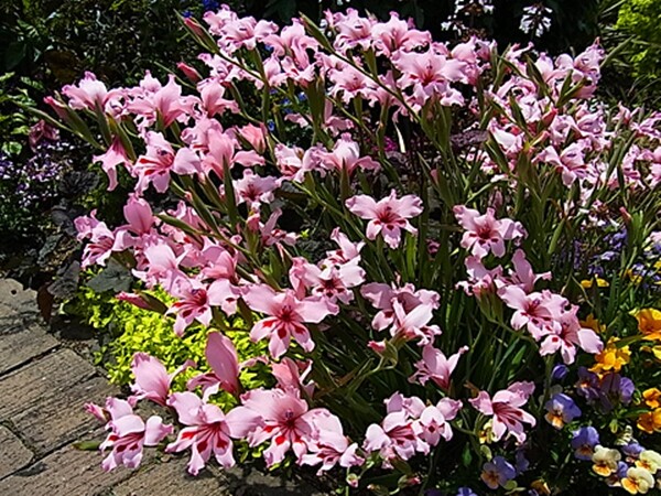 Gladiolus Carneus 8 Seeds, Painted Lady Garden Or Container Plant From USA