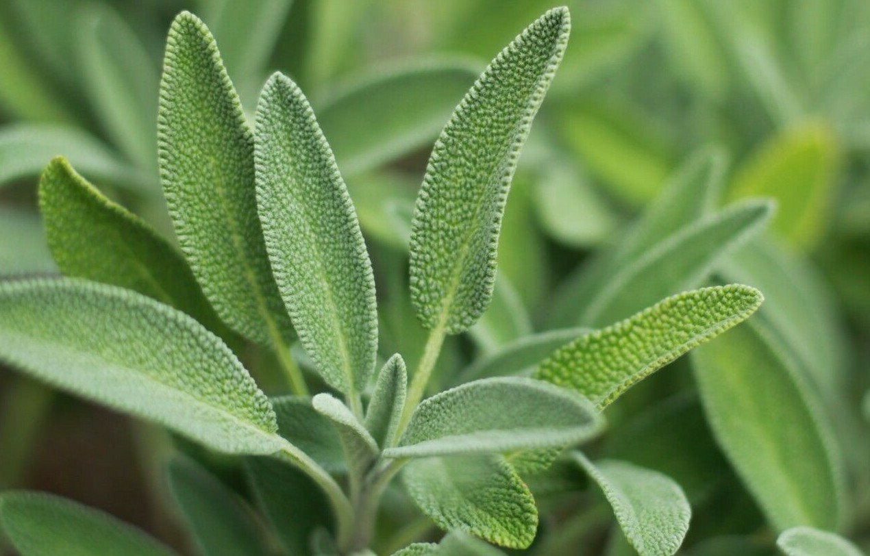 SAGE HERB SEEDS 100+ BROADLEAF common SHRUB bush CULINARY aroma FREE SHIPPING
