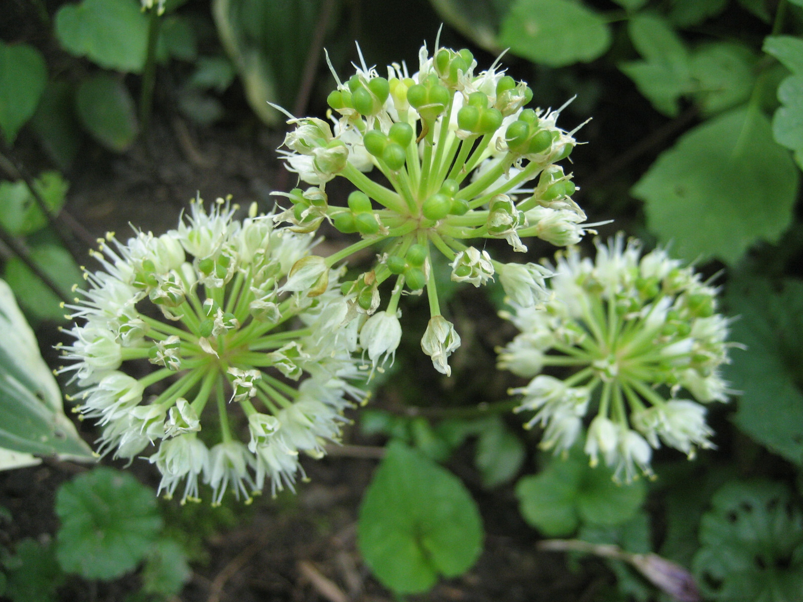 2023 WILD LEEK RAMPS 700 SEEDS 1/2 oz RAMSOM BEARS GARLIC ALLIUM TRICOCCUM A++