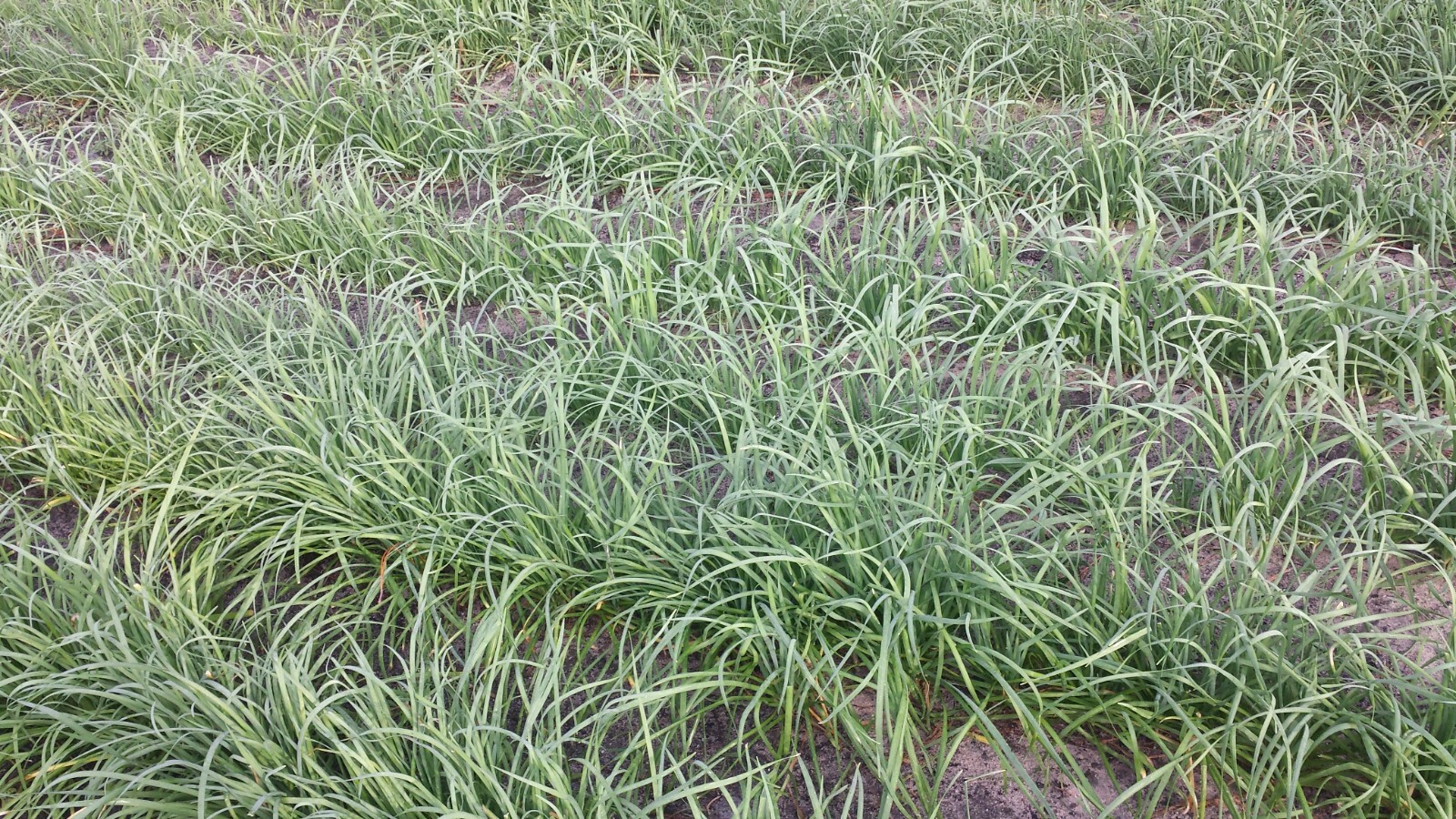 35 Live Stalks Garlic Chives Leek Plant Bare Root Organic Non-GM 老韭菜根