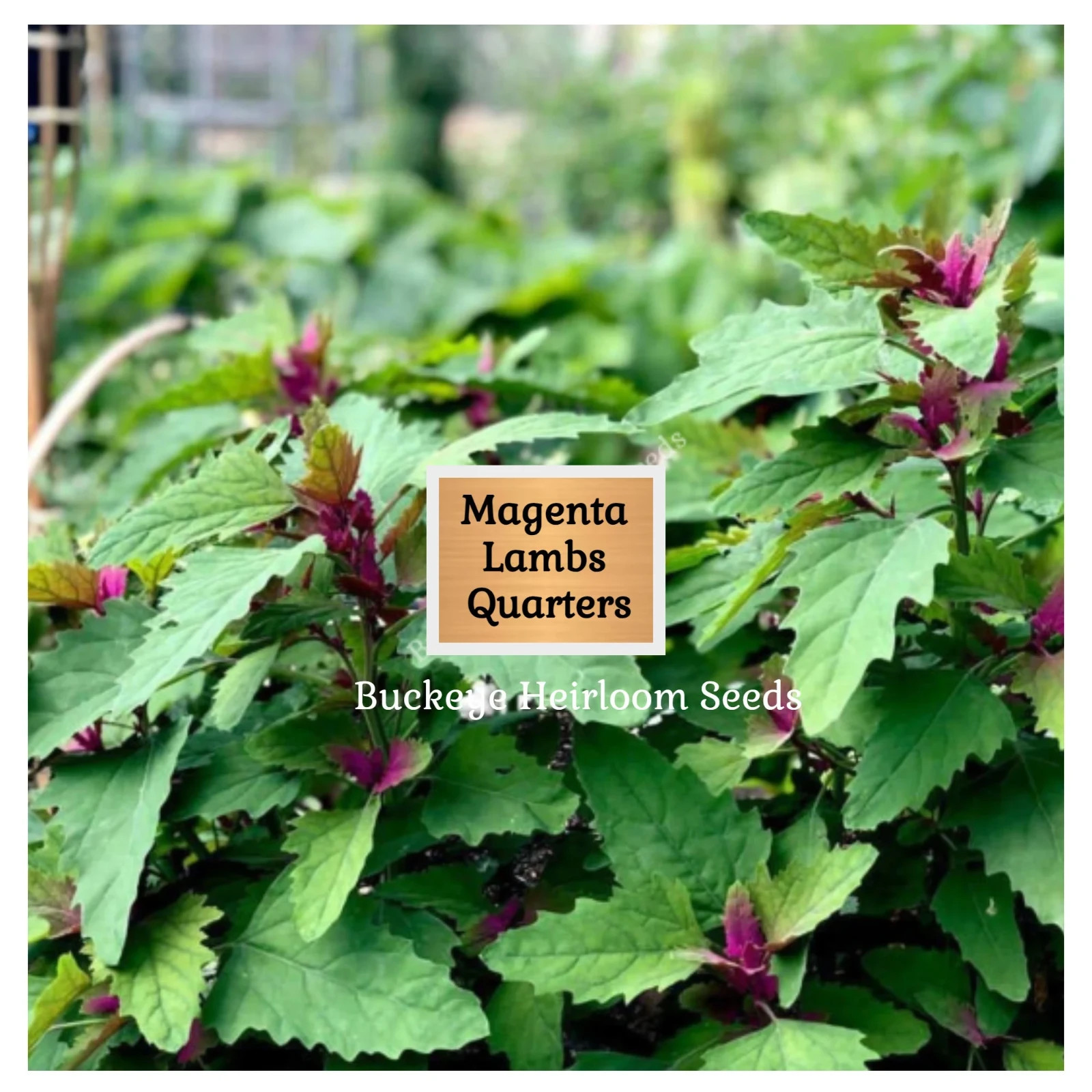 Lambs Quarter Seeds | Super Food | Magenta Spreen | AKA Goosefoot | Will Re-seed