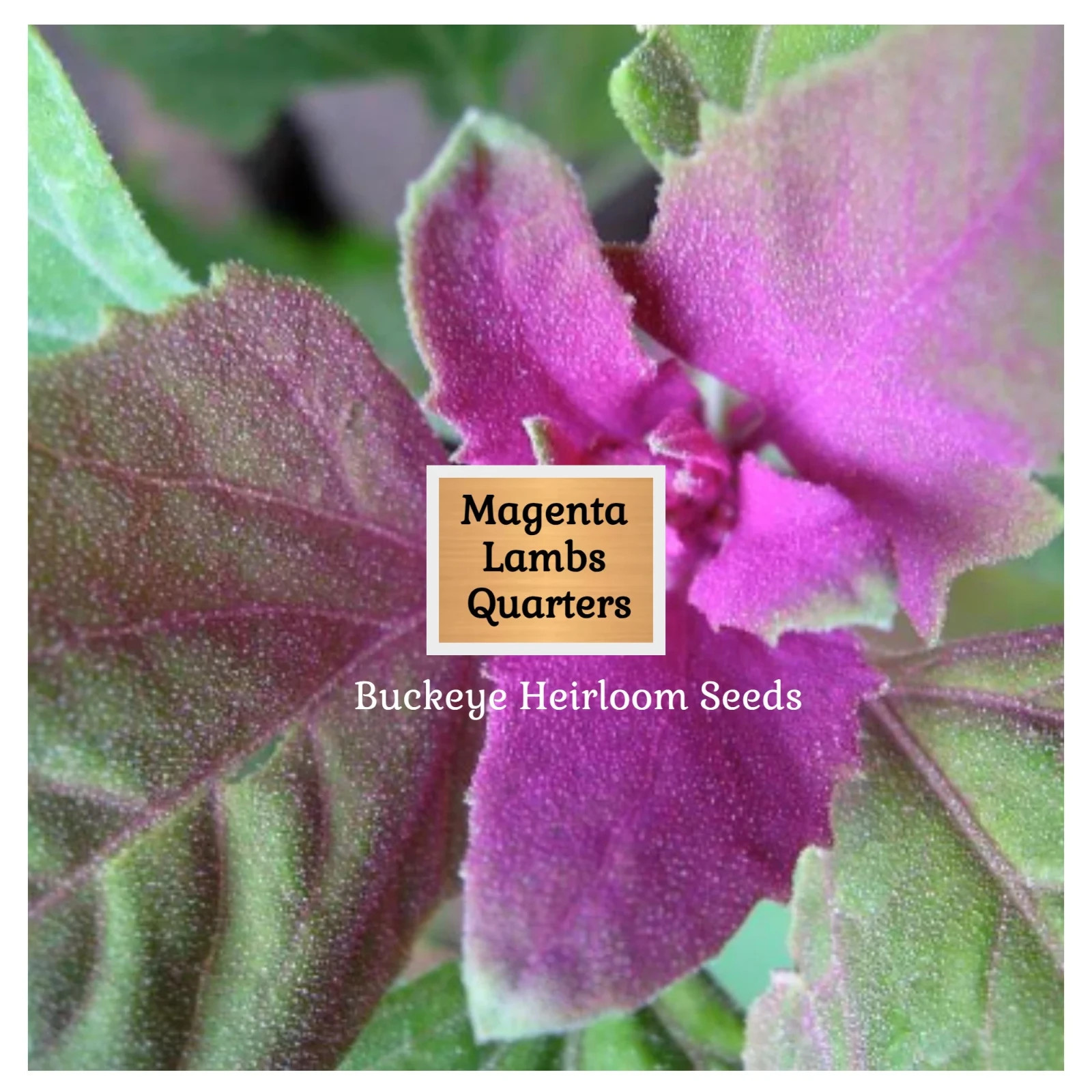 Lambs Quarter Seeds | Super Food | Magenta Spreen | AKA Goosefoot | Will Re-seed