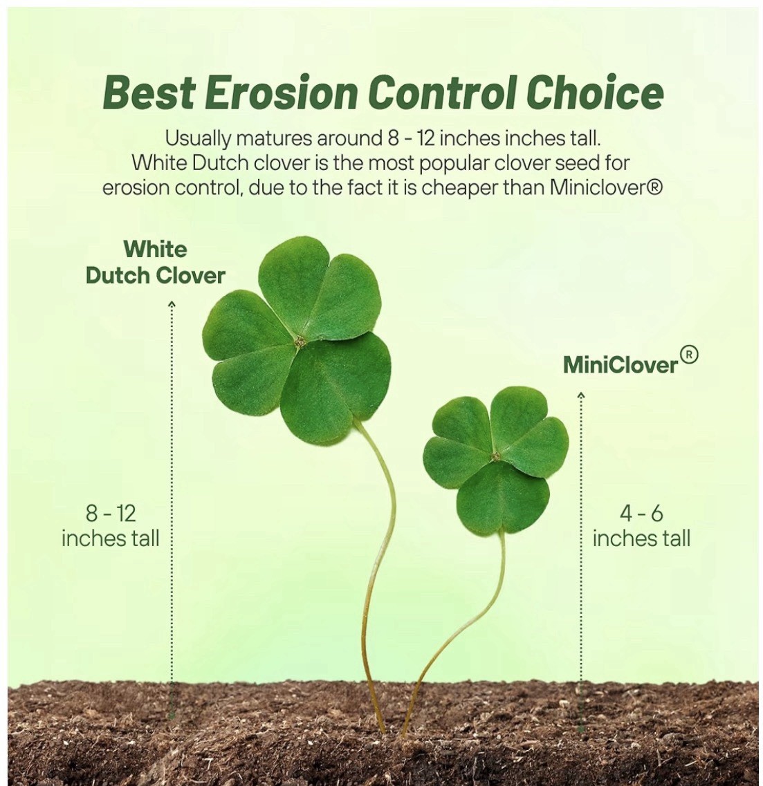 Outsidepride Perennial White Dutch Clover Seed – 5 lbs. Nitrocoated USA