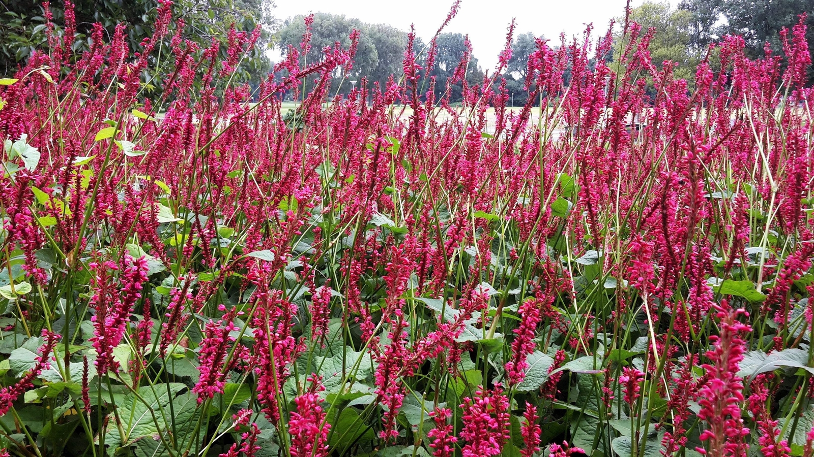 30 RED AGASTACHE ‘HEATHER QUEEN’ Hummingbrid Mint Hyssop Flower Herb Seeds