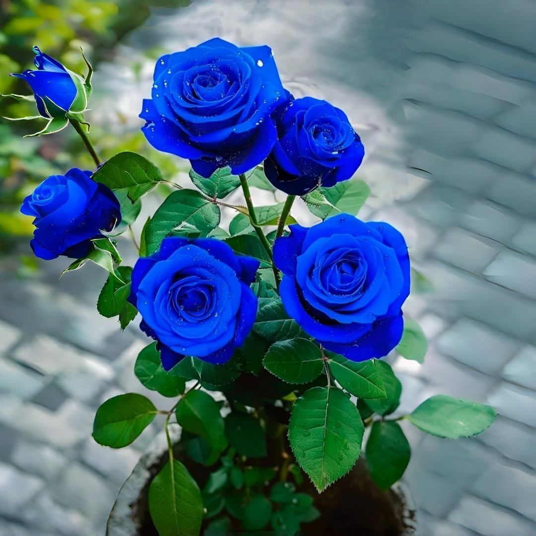 Perennial Rose Seeds Mix 110PCS – Colorful Blooming Perennial – Ideal for Patio,
