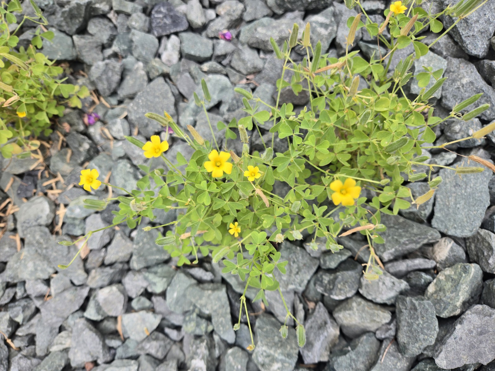 Live Common Yellow Woodsorrel (Oxalis Stricta)Bare Root Plant”Lemon Clover” Herb
