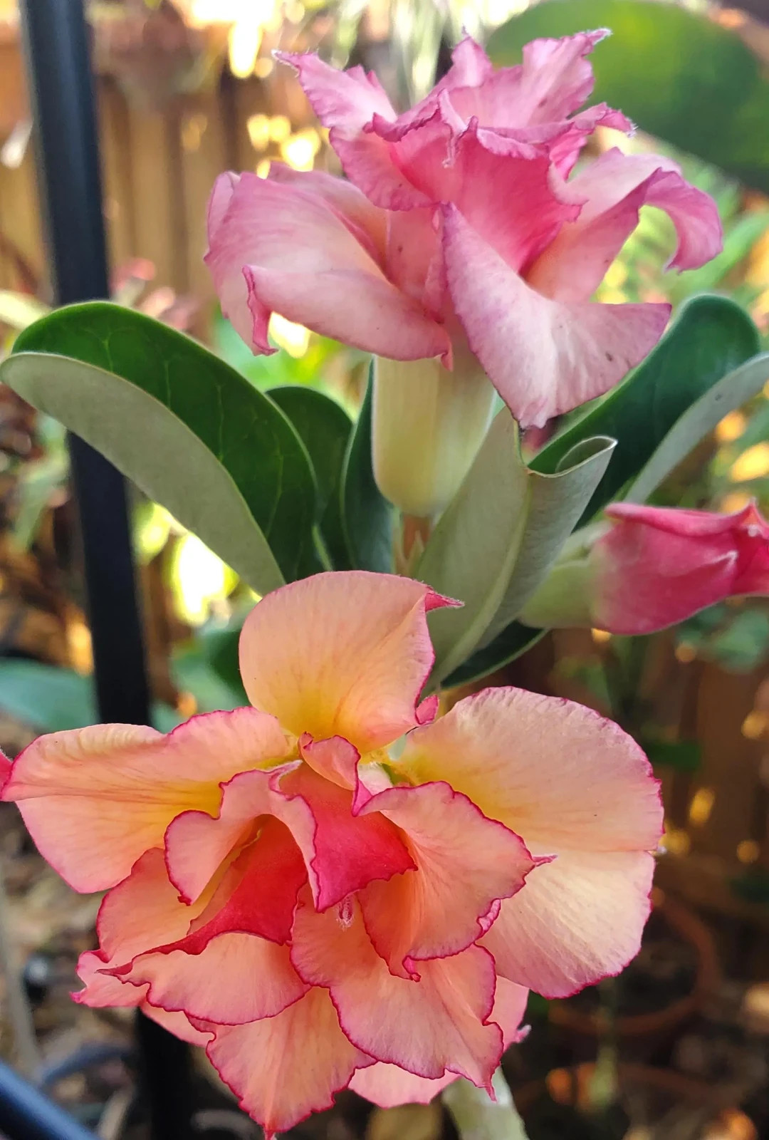 desert rose Adenium obesum plant SHERBET peach/ pink LARGE New stock “E”