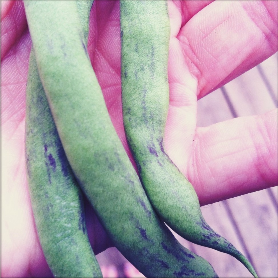 50 RATTLESNAKE POLE BEAN Stringless Purple Phaseolus Vulgaris Vegetable Seeds