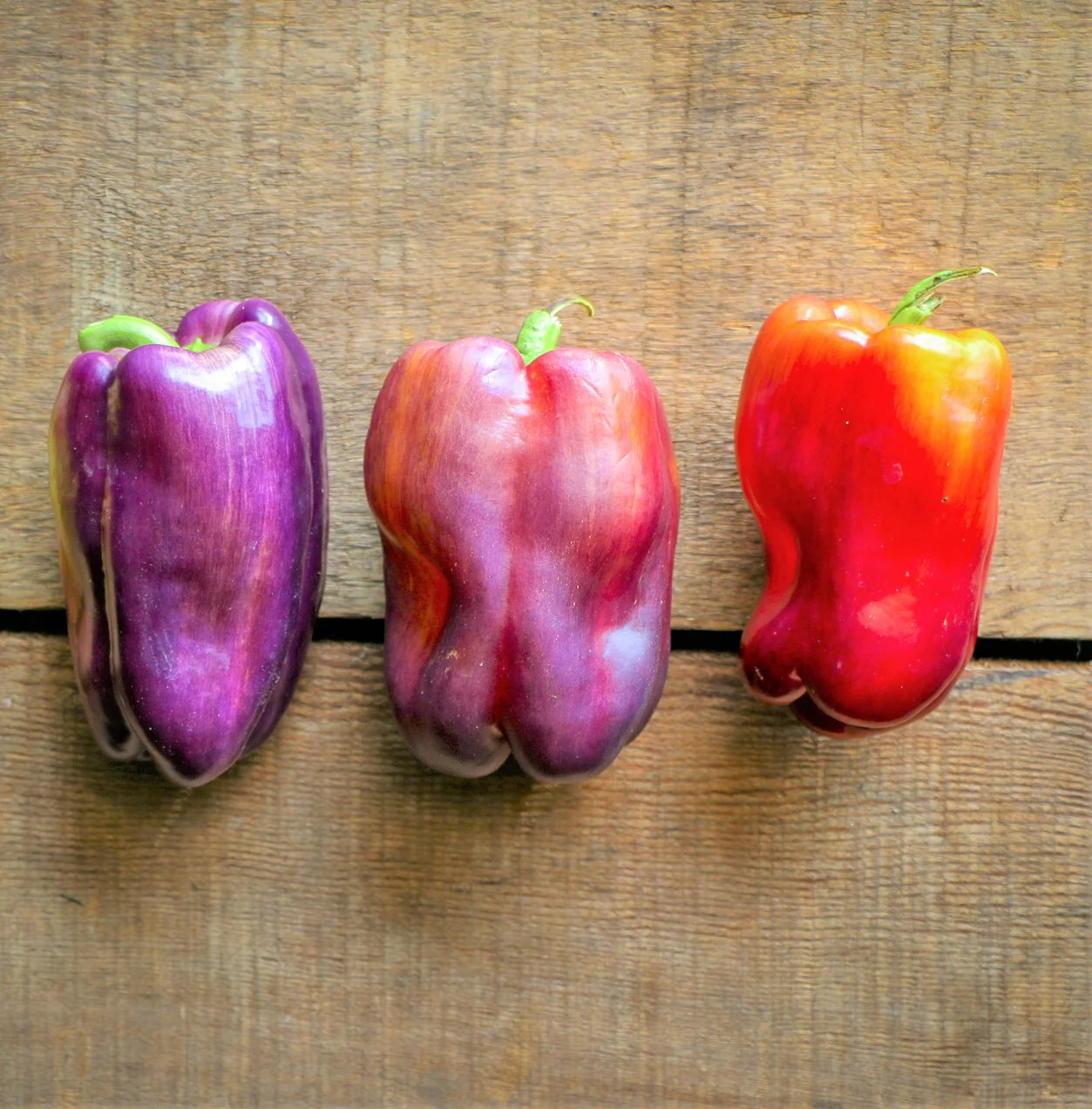Lilac Sweet Bell Pepper Seeds | Purple Red Merlot UFO Islander Peppers Seed 2024