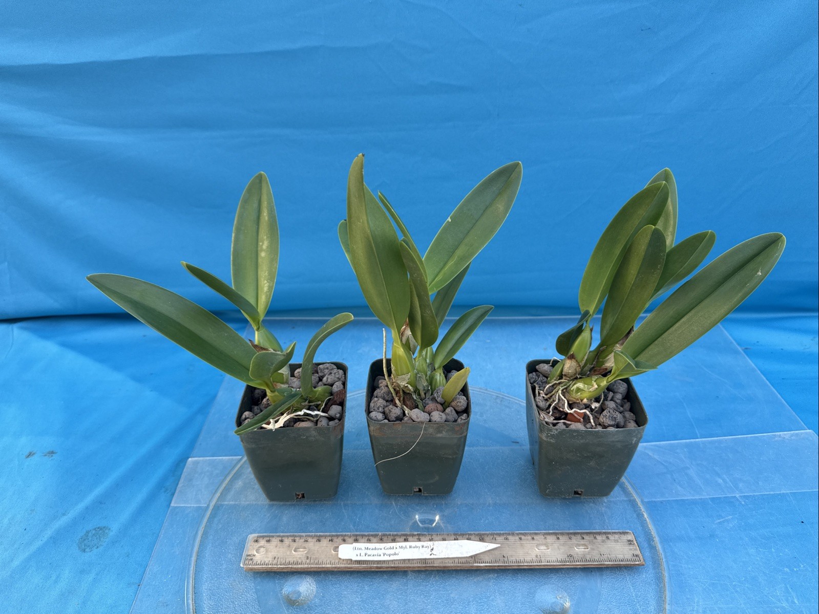 (Ltn Meadow Gold X Myl. Ruby Ray) X Cattleya Pacavia Orchid Eros 4” Pot