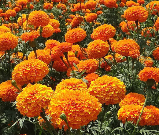 MARIGOLD CRACKERJACK MIXED COLORS Tagetes Erecta – 3,000 Bulk Seeds