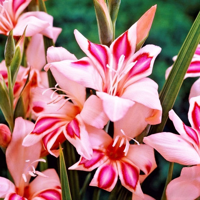 Hardy Gladiolus Nanus Easy to Grow Mix 30 Plant Bulbs, Spring to Summer Flowers