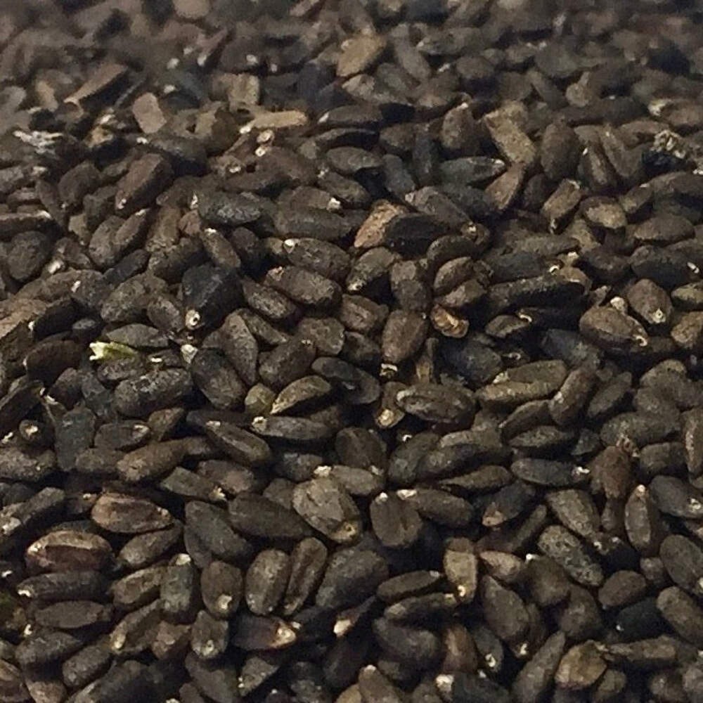 Official Hyssop Seeds (Hyssopus officinalis) ~Traditional Herb Pollinator Garden