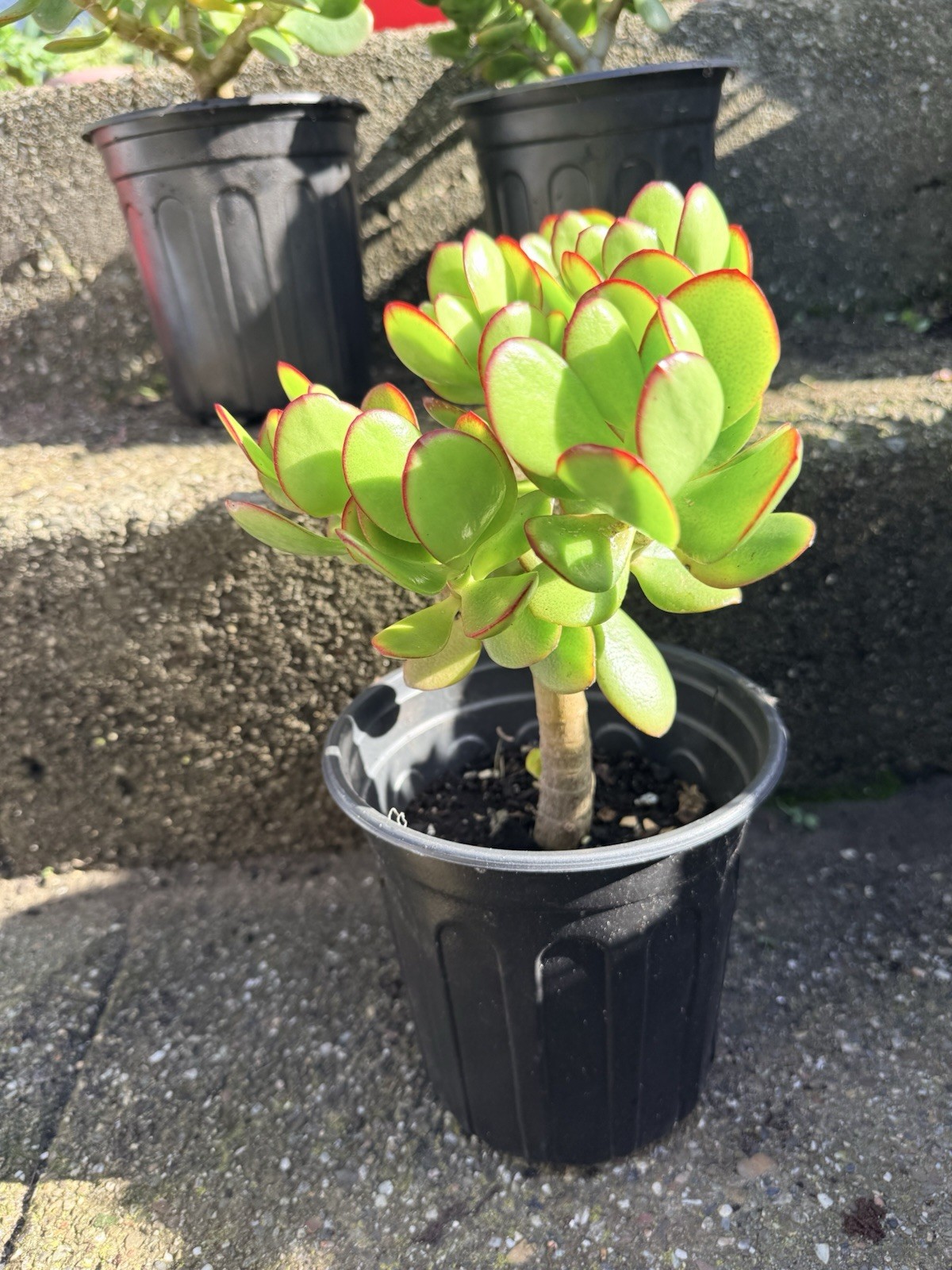 LARGE 1+ FOOT Rooted Jade / Money Plant Live Bonsai Tree