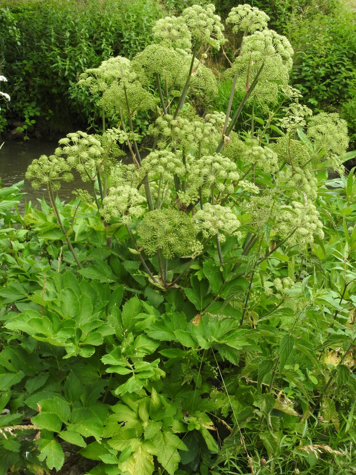 50 Angelica Seeds – Angelica archangelica – Non-GMO Heirloom Seeds