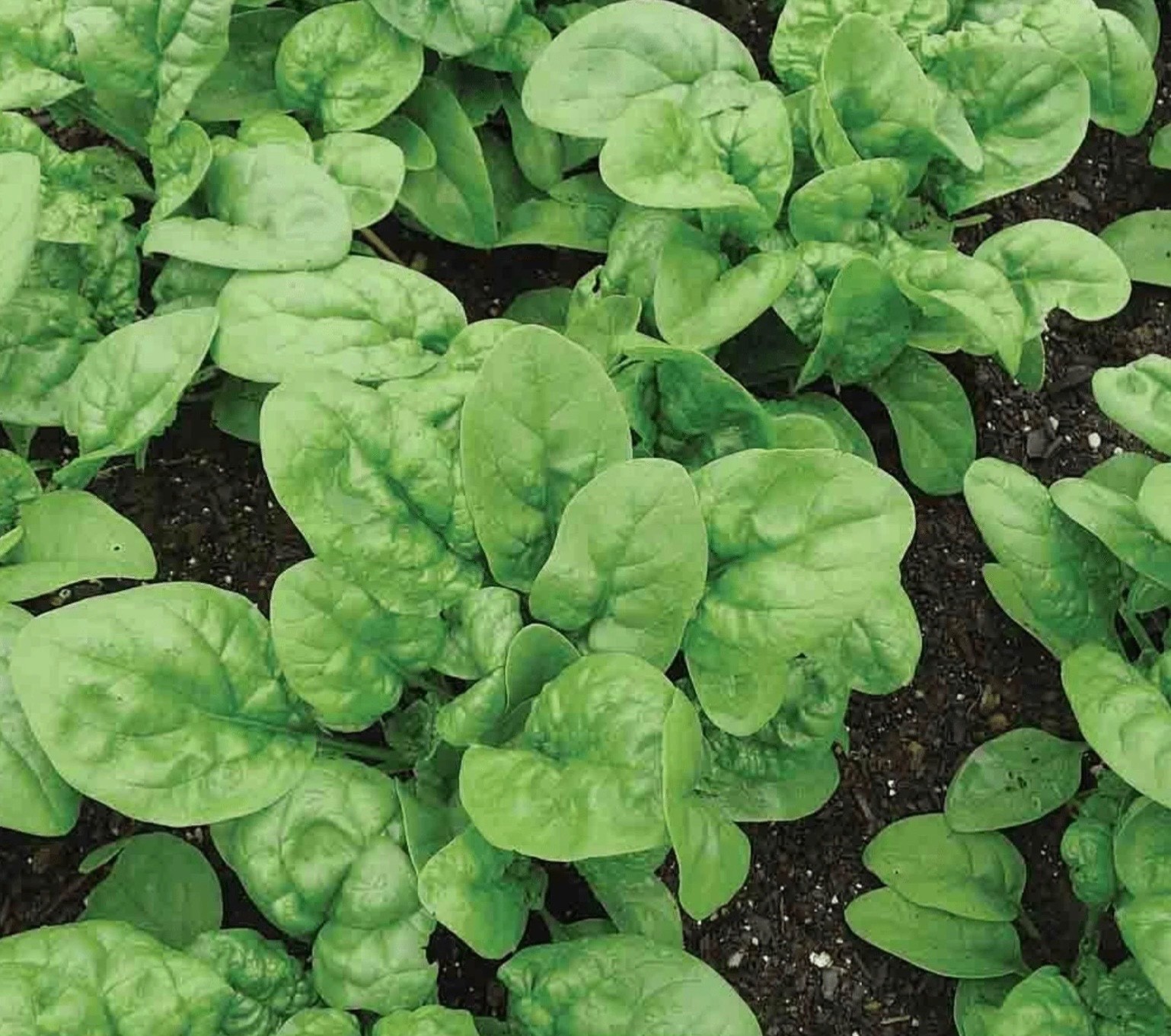 Fresh Spinach Seeds, Bloomsdale Longstanding Heirloom Non-GMO Free Shipping 🇺🇸