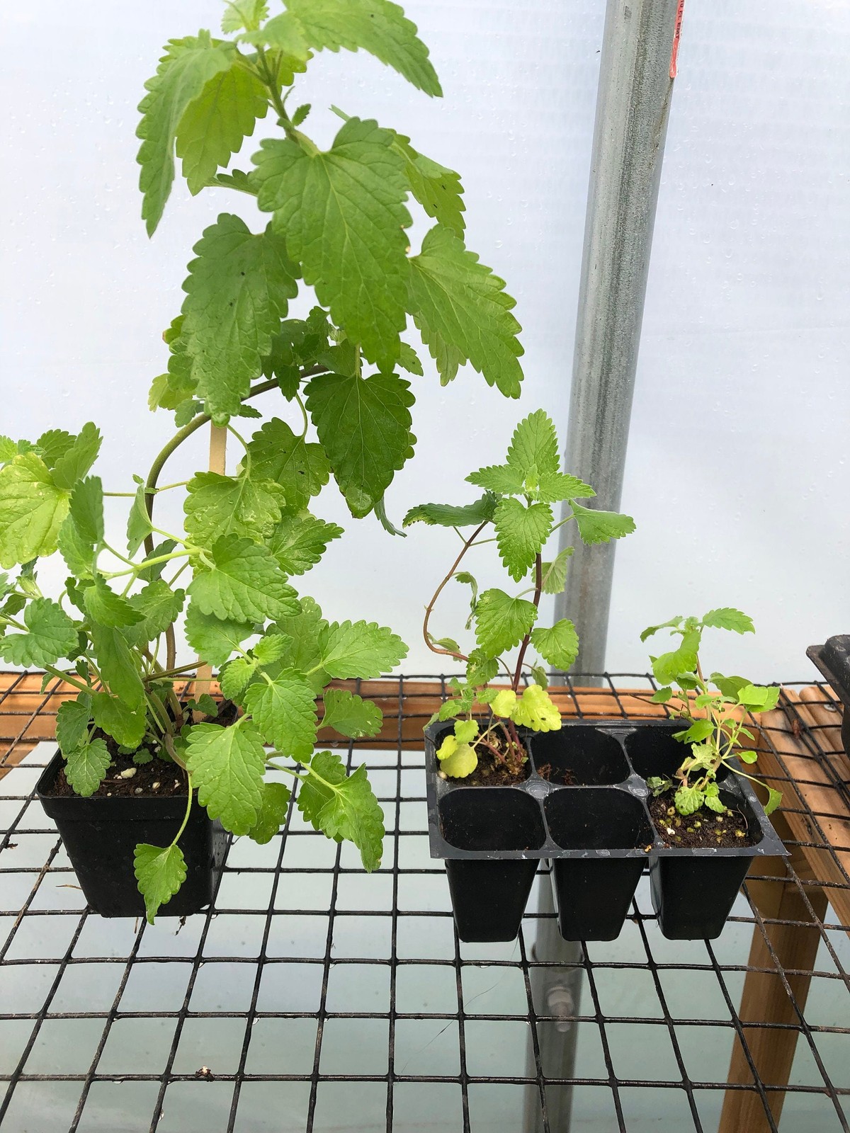 Catnip Live Plant – Seedlings/Plugs and Plants – 3″- 12″ tall – 30-60+ days