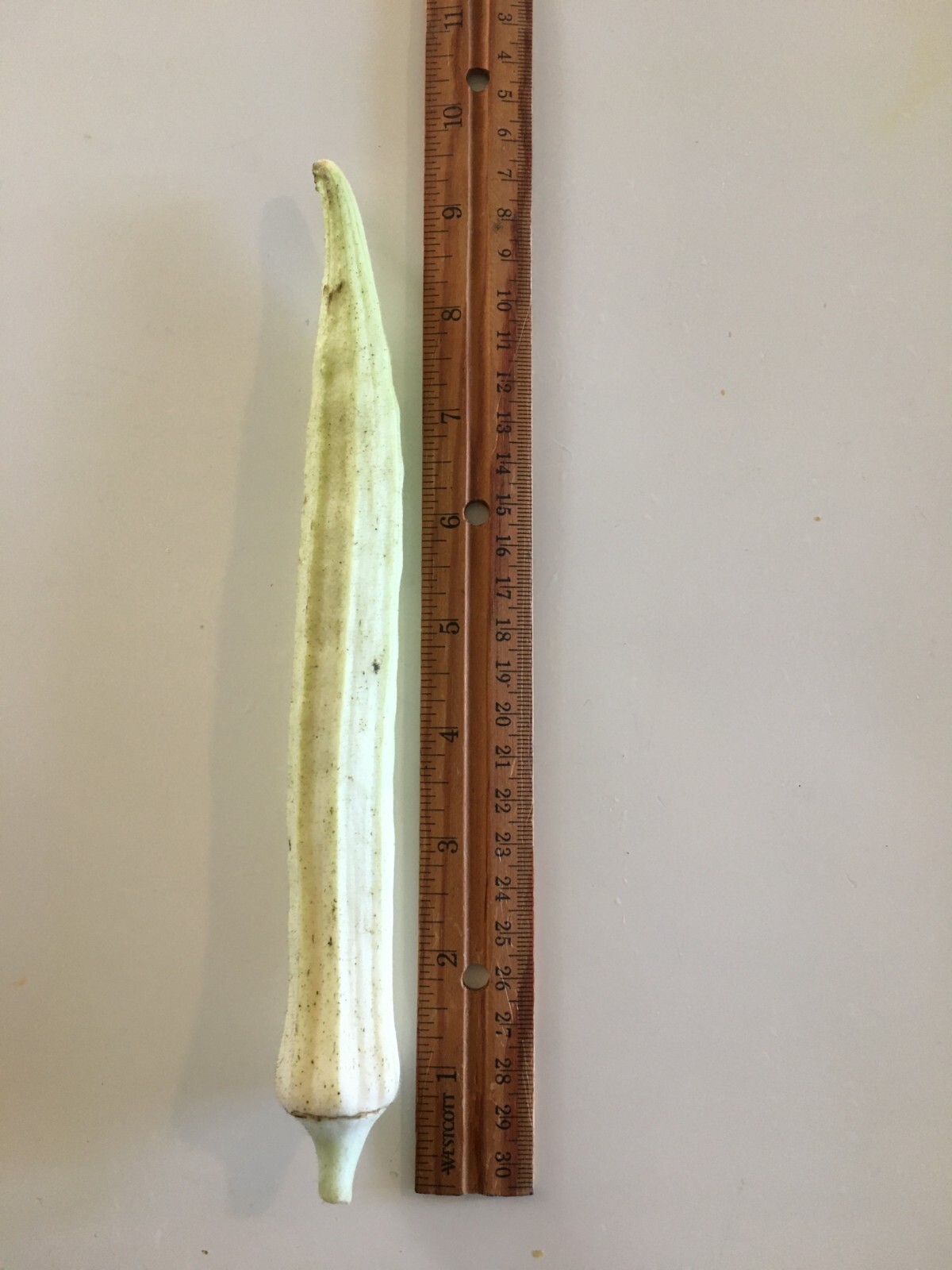 TEXAS LONGHORN OKRA – COW HORN – 25 Fresh Seeds – FREE Shipping