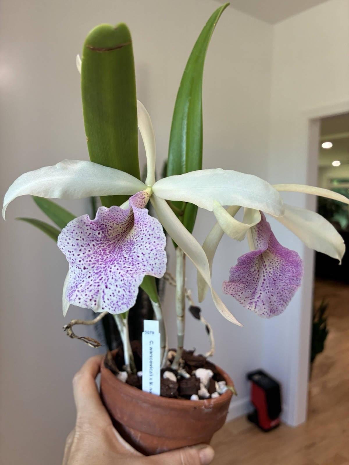 Cattleya Warscewiczii x B. Nodosa