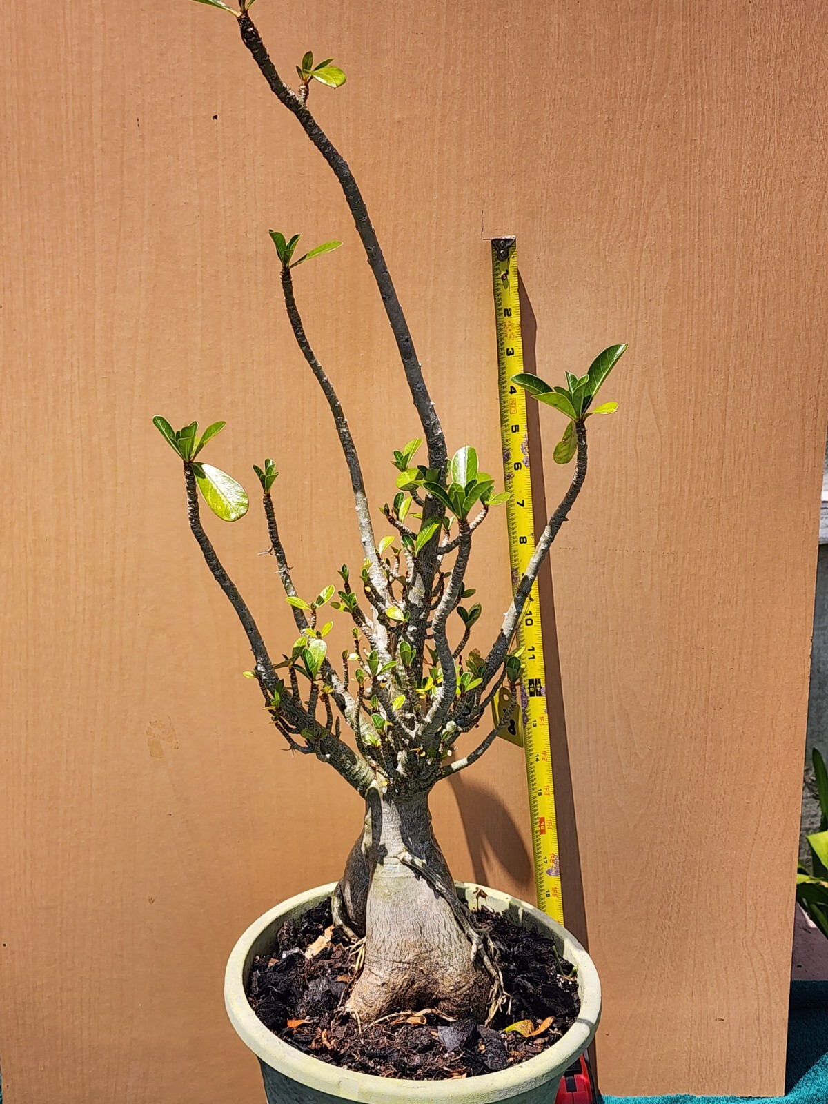#82 Adenium obesum Desert Rose . RARE CORAL Plant perfect for bonsai # !!!!
