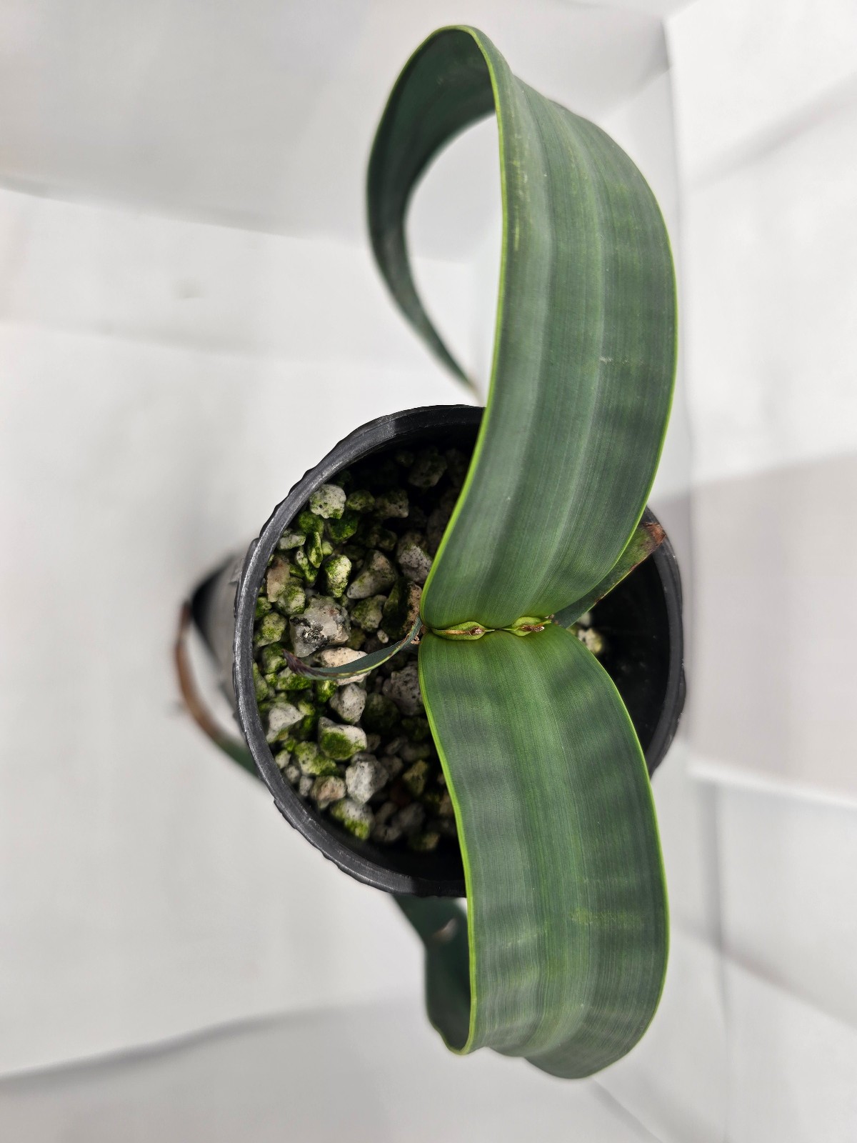 Welwitschia mirabilis 10 month old seedling
