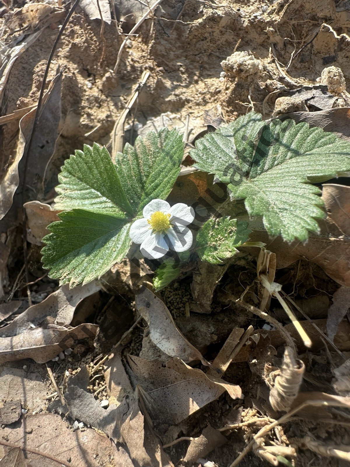 Alpine Strawberry- 4 Pack Homegrown