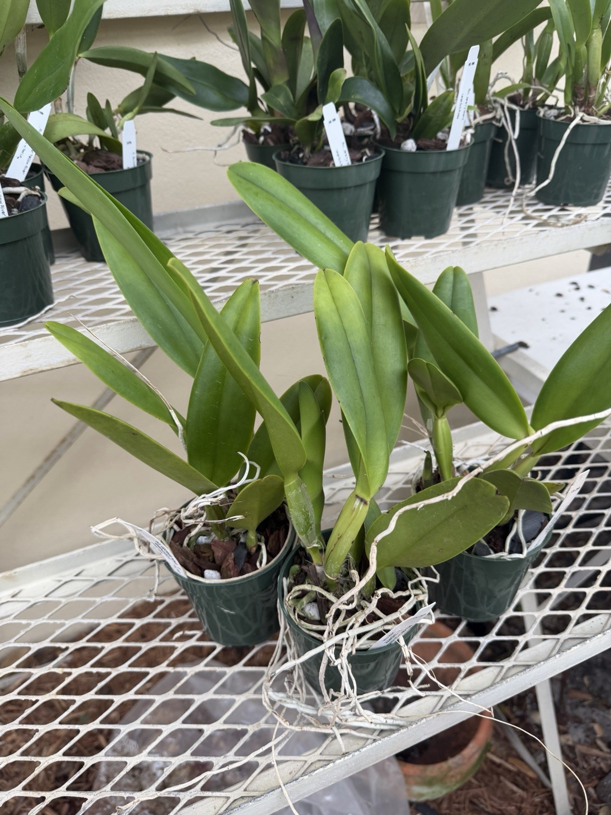 Blc George King ‘Serendipity’ Cattleya Orchid Plant 4”